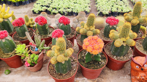 Vivero Garden Center