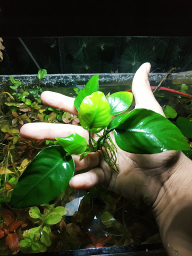 CHEF LIFE PERU / Uniformes de Cocina