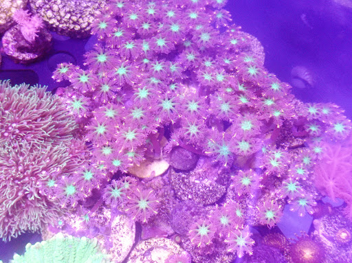 Biblioteca Nacional del Perú - Piscina