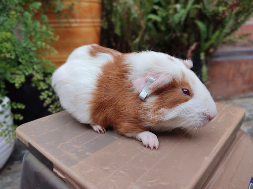 QUWI PACHA, carne de cuy