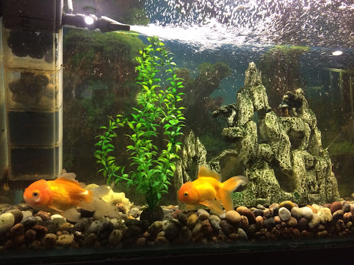 Friends petshop - acuario